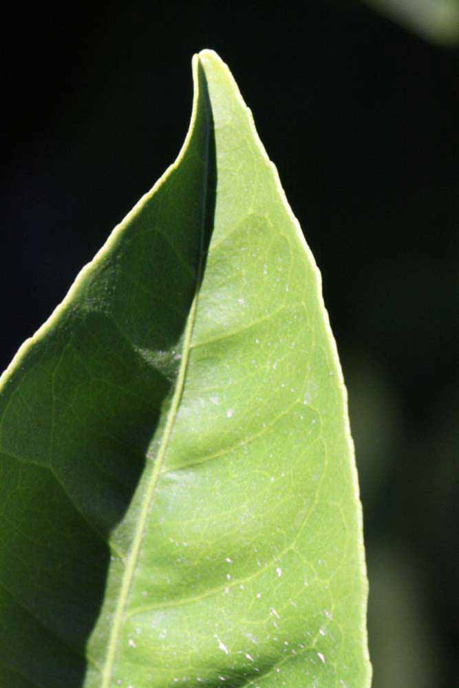            Margin (Summer Workman, Riverside, CA)   